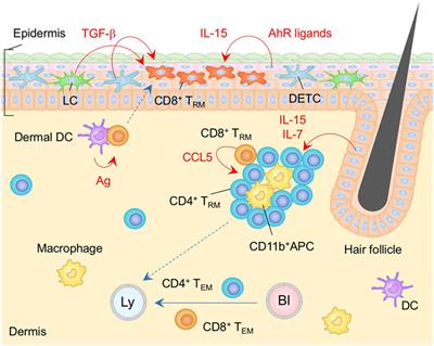 Niches for the Long-Term Maintenance of Tissue-Resident Memory T Cells